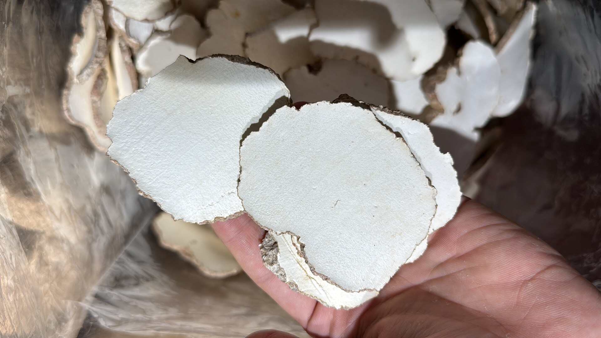 广州虎乳菌     虎乳菌切片    虎乳菌干货大片   批发