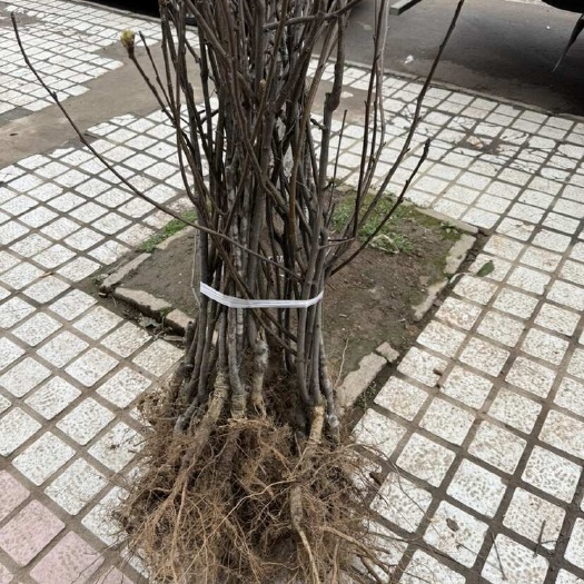 苍溪县苍溪雪梨苗，嫁接苗