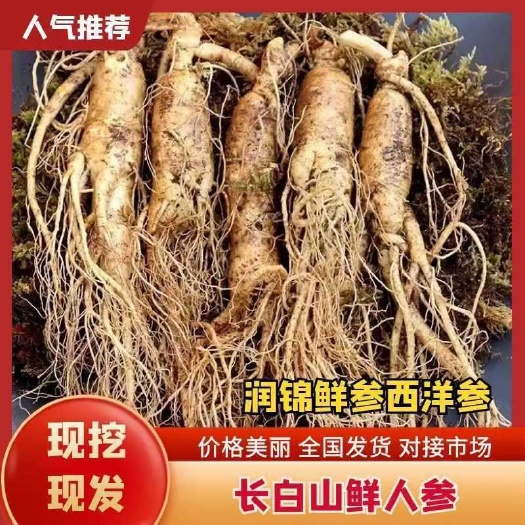 抚松县长白山鲜人参/抖快代发/拼淘代发/一手批发/产地直发
