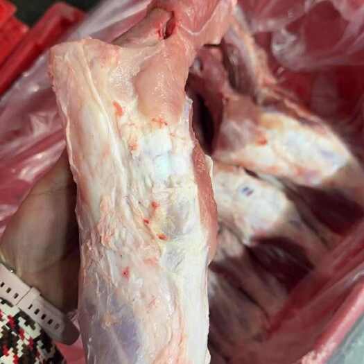 临沂带腱前腿骨