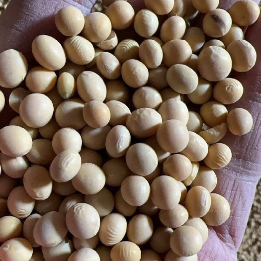 俄罗斯非转基因豆制品黄豆 节省成本 提产量 洚水浓郁