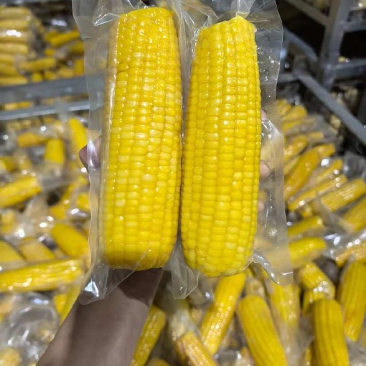 长春玉米糯玉米东北糯玉米鲜食玉米黄玉米