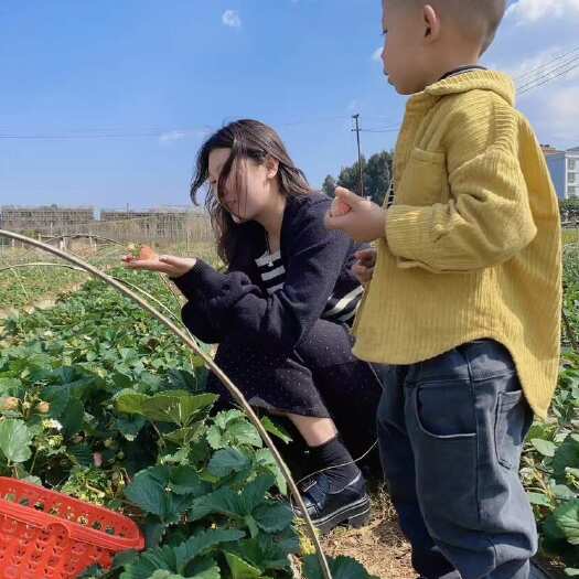玉溪新鲜天然粉玉草莓，特好吃，孩子特别爱吃，35元一斤，邮费自理