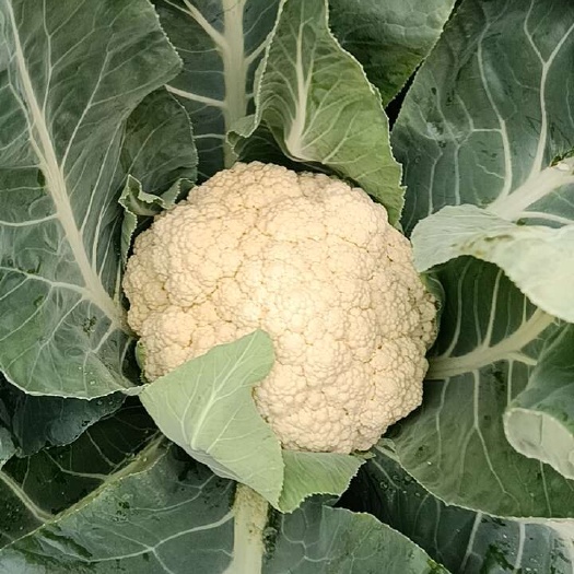 遂溪县白花松花