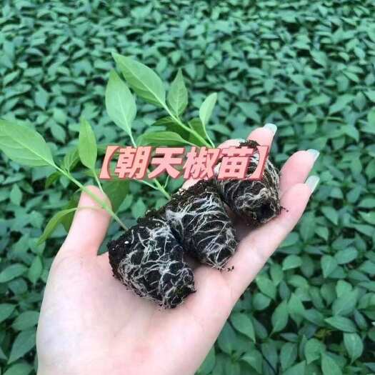 丰顺县线椒种苗 广东梅州发货 辣椒幼苗健康 约30天即可移栽定植