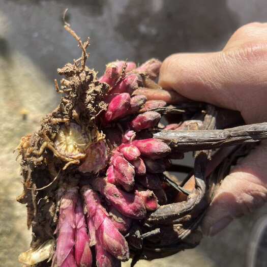 西和县款冬花苗批发，包邮价，质量自己看