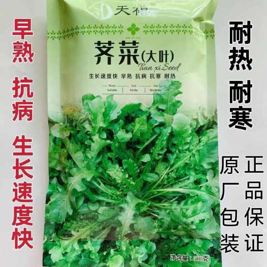 荠菜种籽 天禧四季耐热耐寒丰产早熟大叶荠菜种子原包装500克