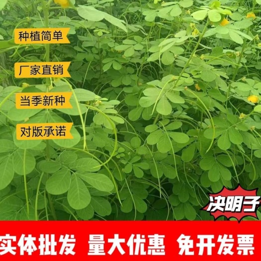 亳州国产决明子