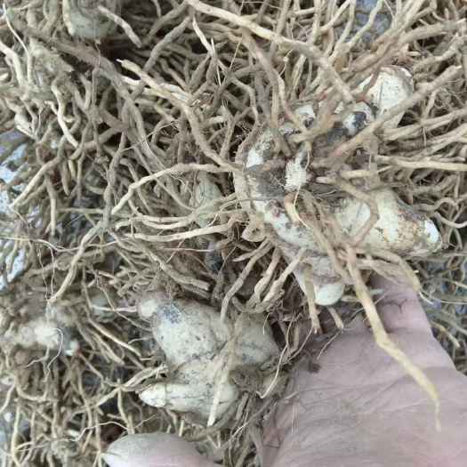 安福县紫花三叉白芨块茎苗，品质保证，3一8公分，品质保证，基地直发
