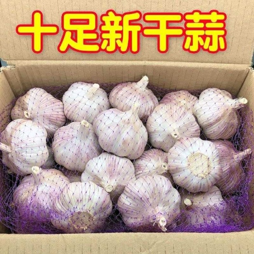 长沙【大甩卖】云南紫皮独头蒜新鲜大头蒜红皮农家鲜大蒜头批发独蒜
