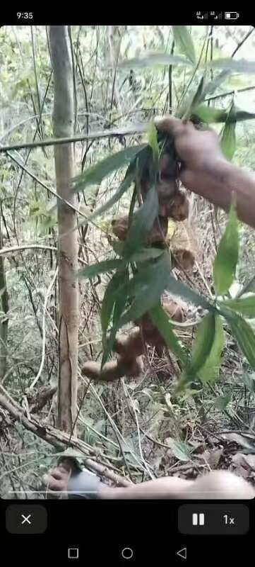 贡山县云南怒江优质滇黄精 干货足 产地直发 药材滋补佳品