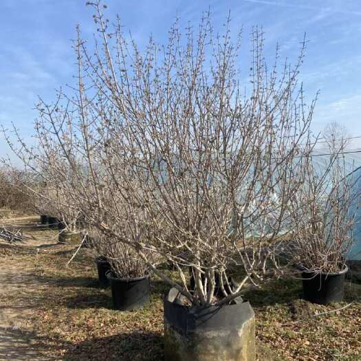 沭阳县20公分斗球树苗