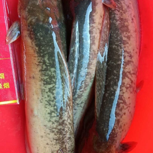 广州本地皇妃塘鲺