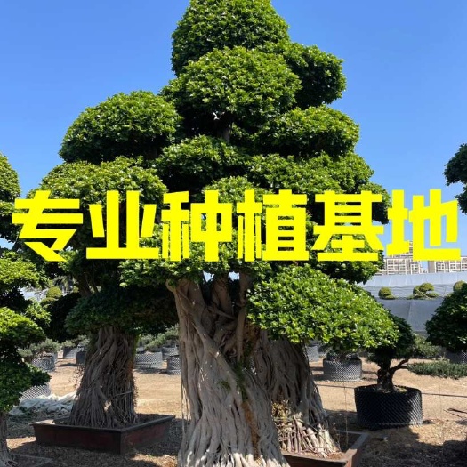 造型小叶榕基地批发 四川造型小叶榕桩头价格 重庆小叶榕报价