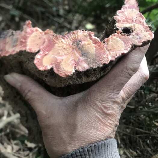 肇庆百年扁担藤