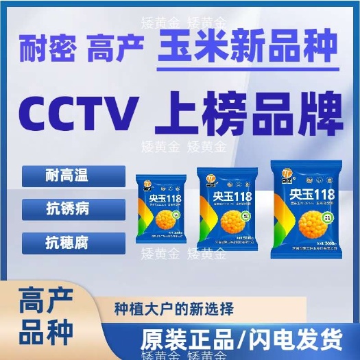 石家庄国审玉米种子密植高产新品种矮杆大棒抗倒南方北方均可种植耐高温