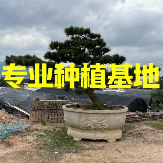 漳州福建漳州造型黑松批发 浙江黑松价格 江西造型国产黑松黑松