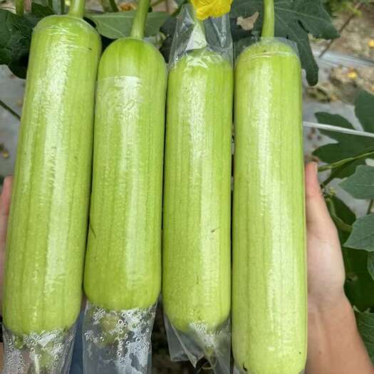 夏邑县油亮三号油白丝瓜种子，果肉紧实，肉质清甜，抗病性好，耐贮存