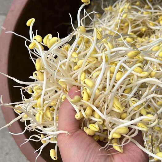 成都新鲜黄豆芽 成都双流直达 绿色健康 营养丰富 每日现摘