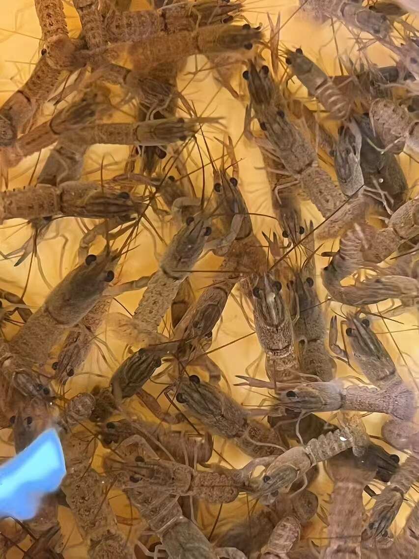 澳洲淡水龙虾苗 孵化育苗基地直发 提供技术指导，空运当天到货