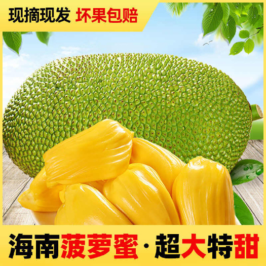 海南三亚菠萝蜜一整个新鲜水果当季黄肉木波罗蜜批发整箱包邮