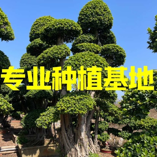 福建漳州造型小叶榕种植基地批发 重庆造型小叶榕桩头榕树桩景