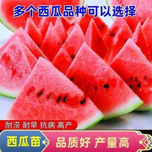 金乡县冰糖麒麟西瓜苗8424南方无籽高产大西瓜四季西瓜阳台庭院种植