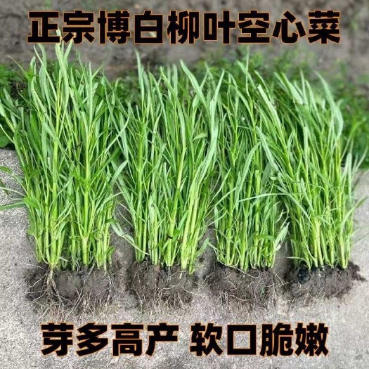 广西博白半青白梗柳三叉柳叶空心菜种苗