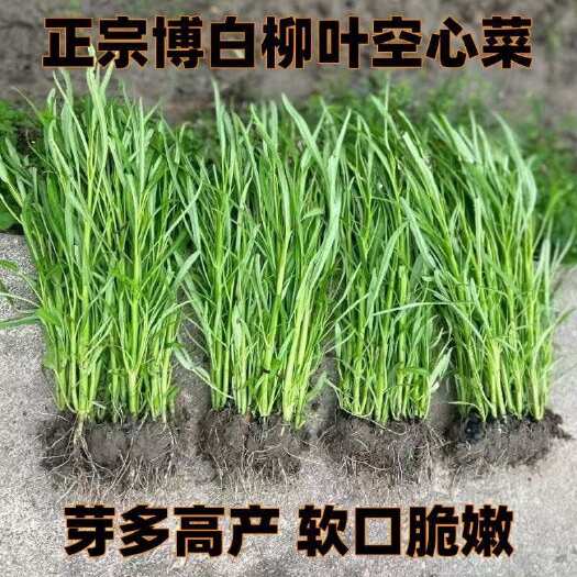 博白县广西博白半青白梗柳三叉柳叶空心菜种苗