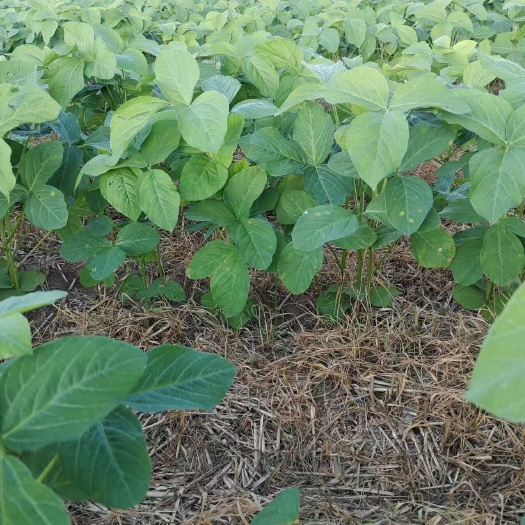 转基因大豆种中联豆5046