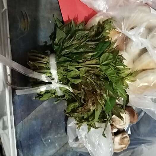 淄博头茬香椿芽