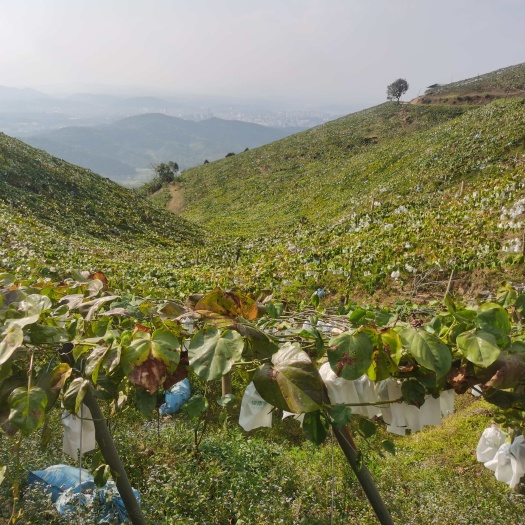 本人在云南西双版纳自己种植热情果300多亩基地，需要货联系