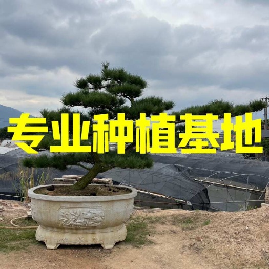 漳州福建漳州造型黑松种植基地 庭院临水黑松批发斜飘造型国产黑松