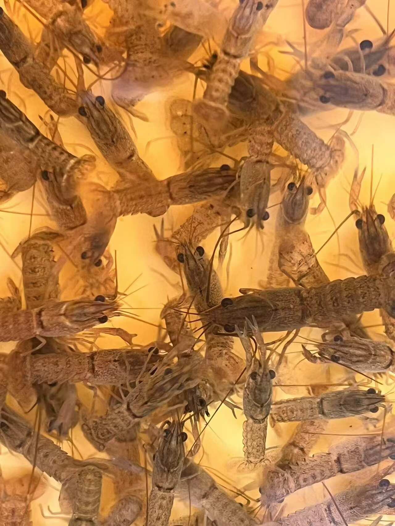 澳洲淡水龙虾苗 孵化育苗基地直发 提供技术指导，空运当天到货