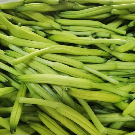 新泰市产地直发】新鲜黄花菜农家自种金针菜食用野菜忘忧草当季凉拌