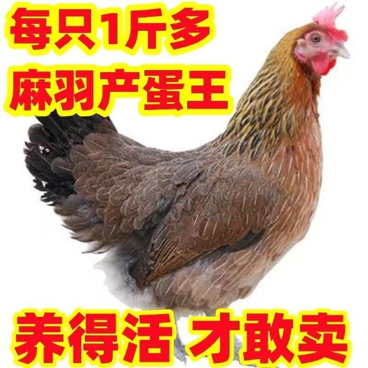 南京半斤麻羽绿壳蛋鸡活体活苗蛋鸡苗脱温苗一斤土鸡苗产蛋王蛋鸡
