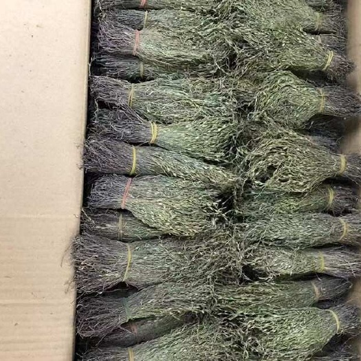 广州独脚金  独脚金干货直发 批发  直售