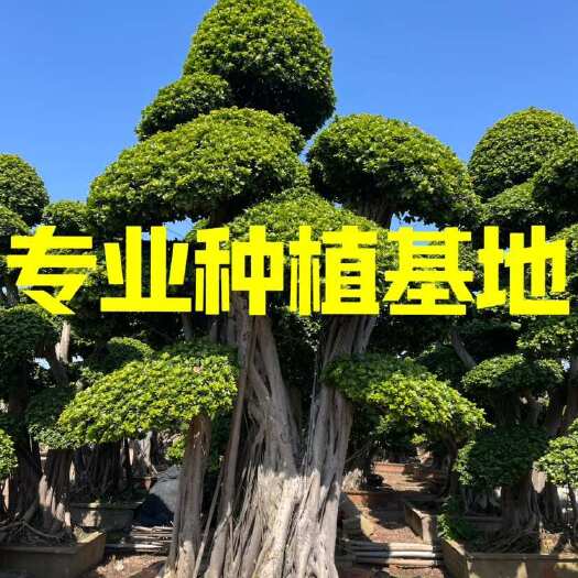 漳州福建造型小叶榕种植基地 全冠小叶榕批发 造型小叶榕桩景价格