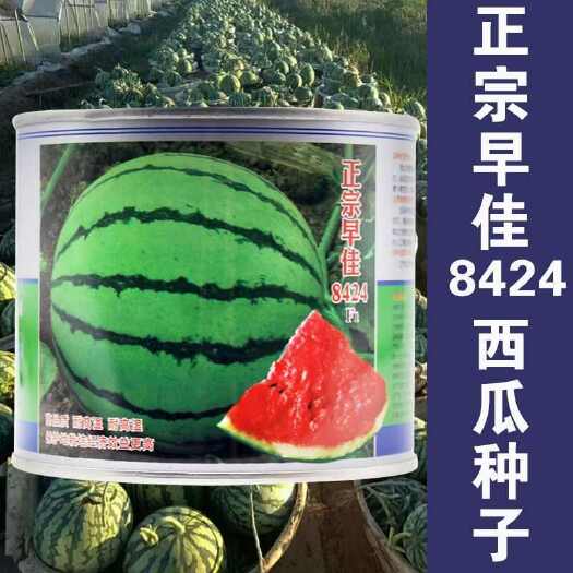 沭阳县早佳8424西瓜种子  8424西瓜种子
