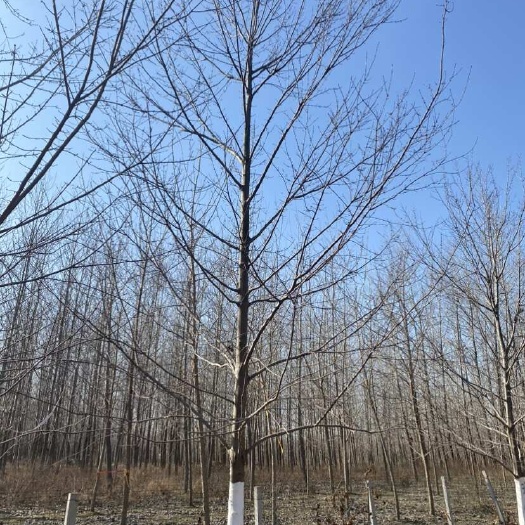 邳州市美国红枫十月光辉。苗木基地直发徐州邳州 精品树木绿化树种