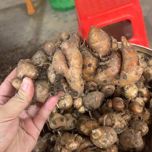 化州市广东沙姜新鲜沙姜现货