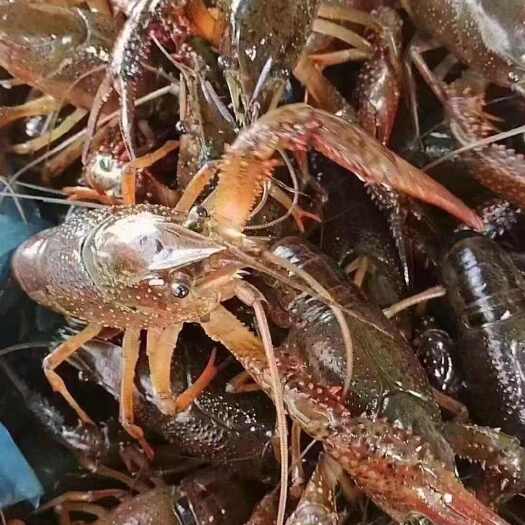 潜江市潜江龙虾鲜活小龙虾小青