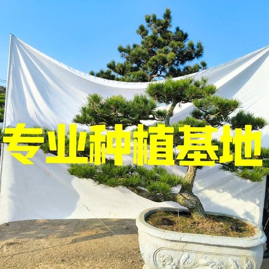 浙江斜飘造型黑松价格 福建迎客松临水黑松批发 日本黑松