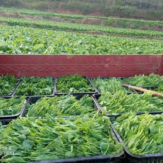 重庆市豌豆尖