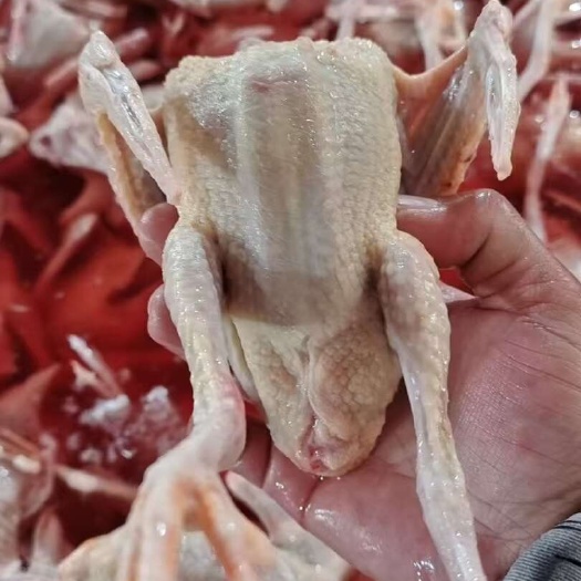 英德市乳鸽11元一只