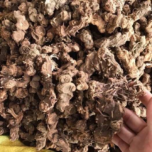 亳州中药材 八角莲 八角连 金魁莲 八角金盘