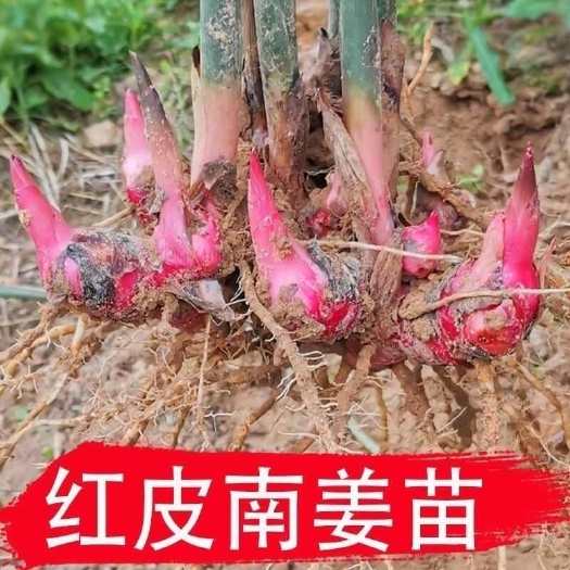 广东红皮南姜种苗 带土新鲜发货 支持代发坏损包赔