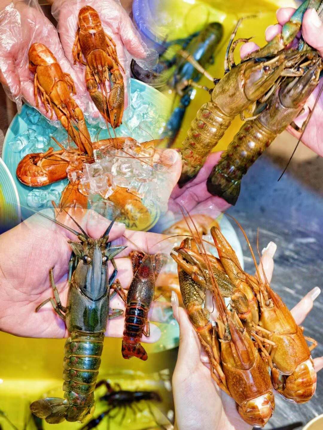 澳洲淡水龙虾苗 孵化育苗基地直发 提供技术指导，空运当天到货