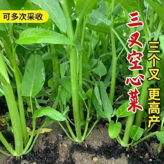 湖南省绥宁县供应新鲜蔬菜种苗空心菜苗品质好茁壮成长