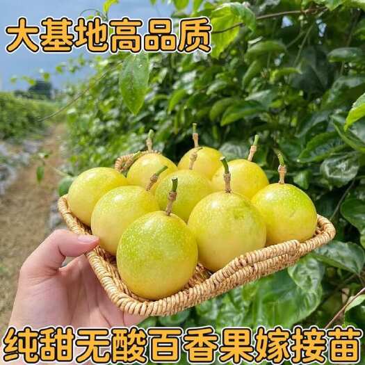 灵山县广西百香果苗黄金9号百香果嫁接苗爬藤盆栽四季结果快